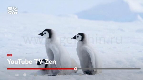 Скриншот канала Zen на YouTube TV