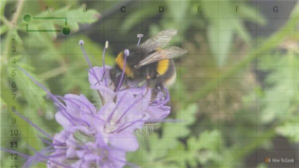 Photograph of a bee on a purple plant, with the Excel grid overlaid.